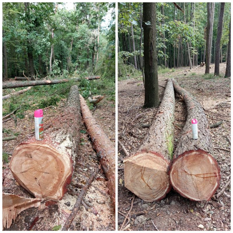 LARCH WOOD ROUND WITH BARK 