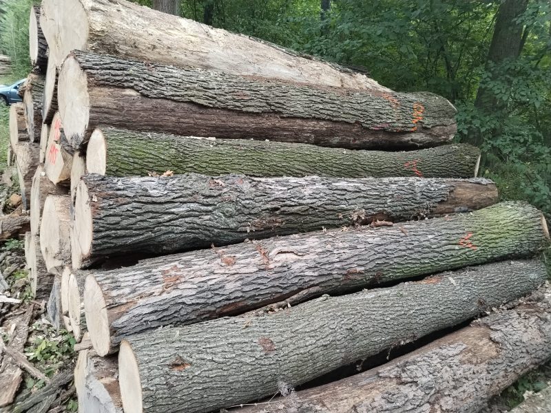 ROUND OAK WOOD WITH BARK