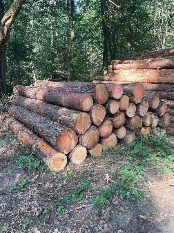 ROUND PINEWOOD WITH BARK