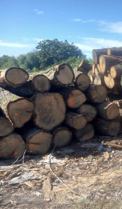 ROUND OAK WOOD WITH BARK
