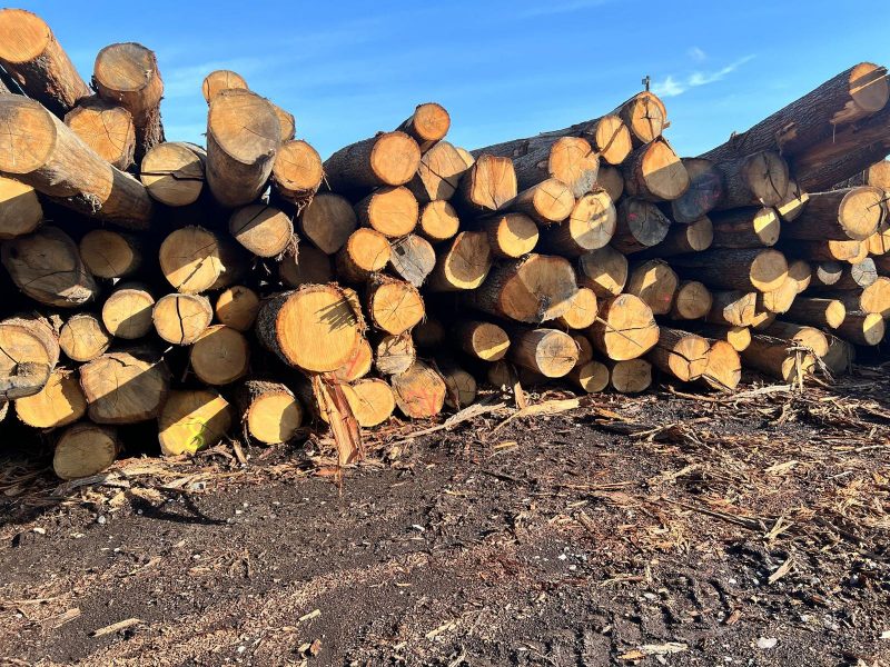 ROUND OAK WOOD WITH BARK 