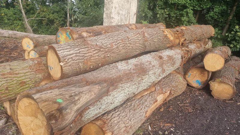 ROUND OAK WOOD WITH BARK