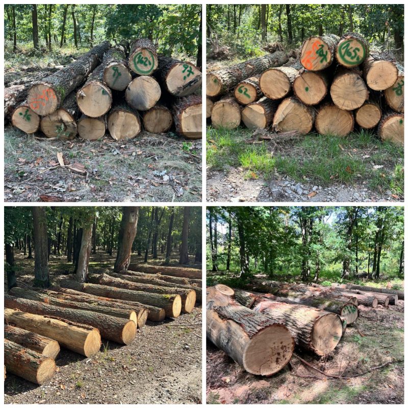 ROUND OAK WOOD WITH BARK