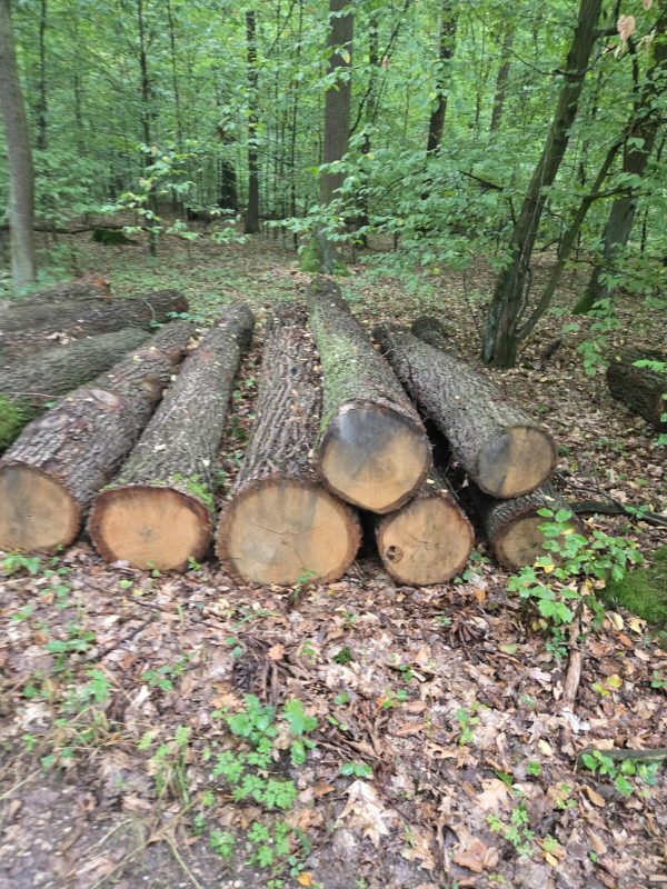 ROUND OAK WOOD WITH BARK 