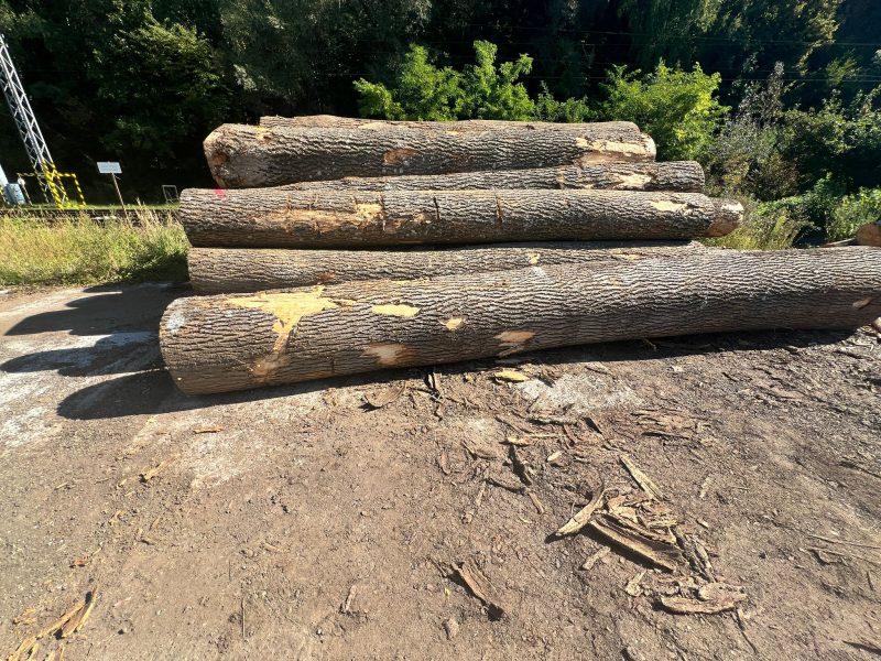 ROUND ASH WOOD WITH BARK 