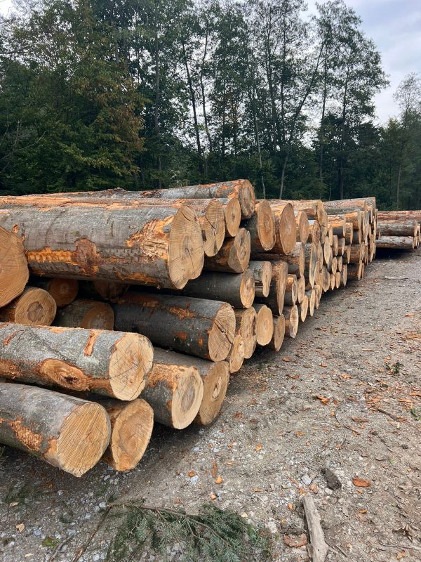 ROUND BEECHWOOD WITH BARK 