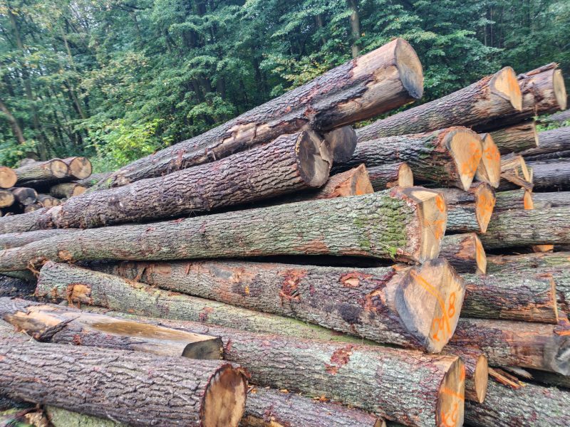 ROUND OAK WOOD WITH BARK 