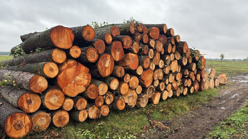 ROUND ALDER WOOD WITH BARK 