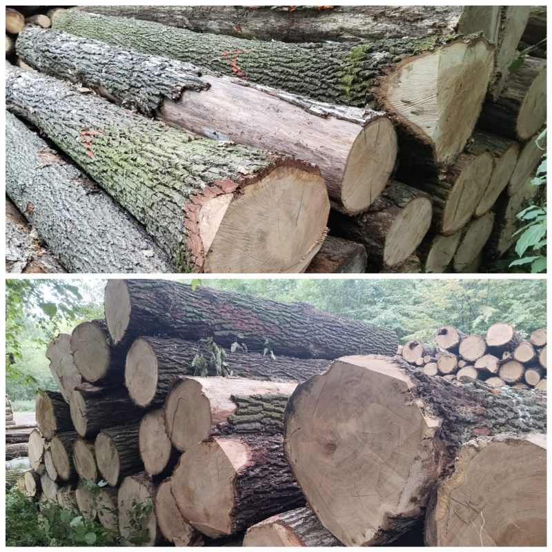ROUND OAK WOOD WITH BARK 