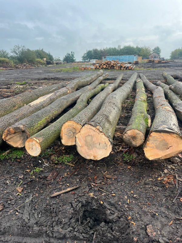 ROUND ASH WOOD WITH BARK 