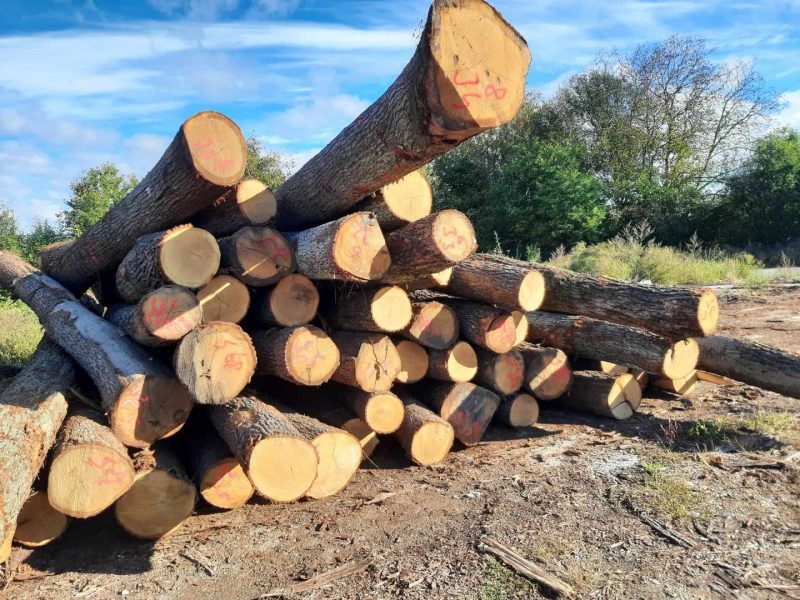 ROUND OAK WOOD WITH BARK 