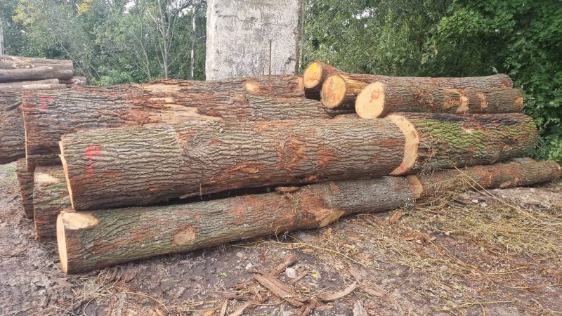 ROUND OAK WOOD WITH BARK 