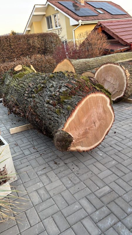 ROUND OAK WOOD WITH BARK 