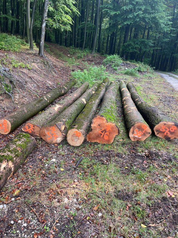 ROUND ASH WOOD WITH BARK 