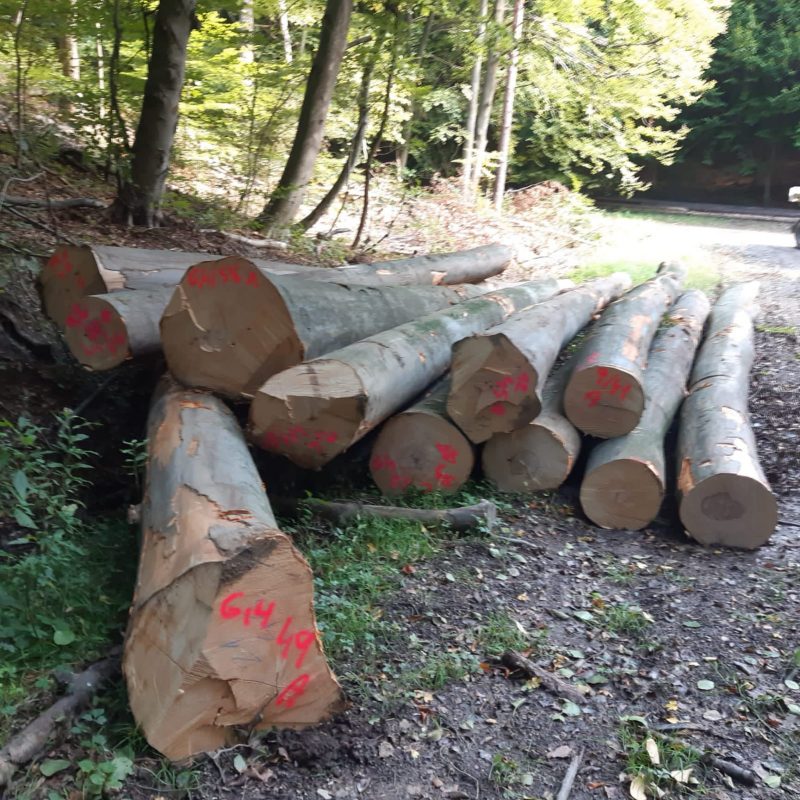 ROUND BEECHWOOD WITH BARK 
