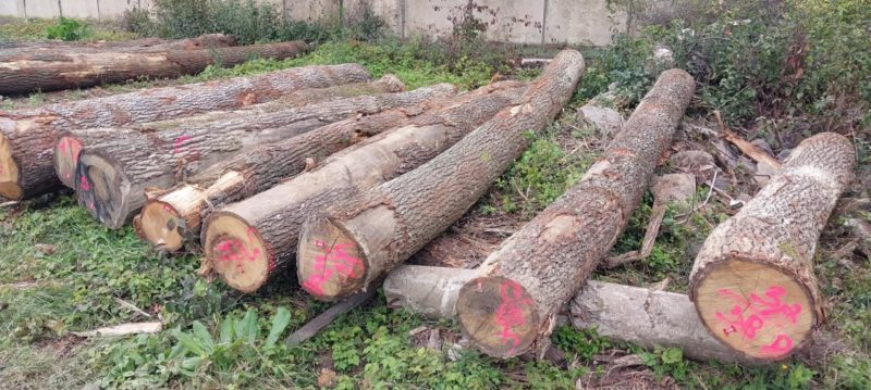 ROUND OAK WOOD WITH BARK 
