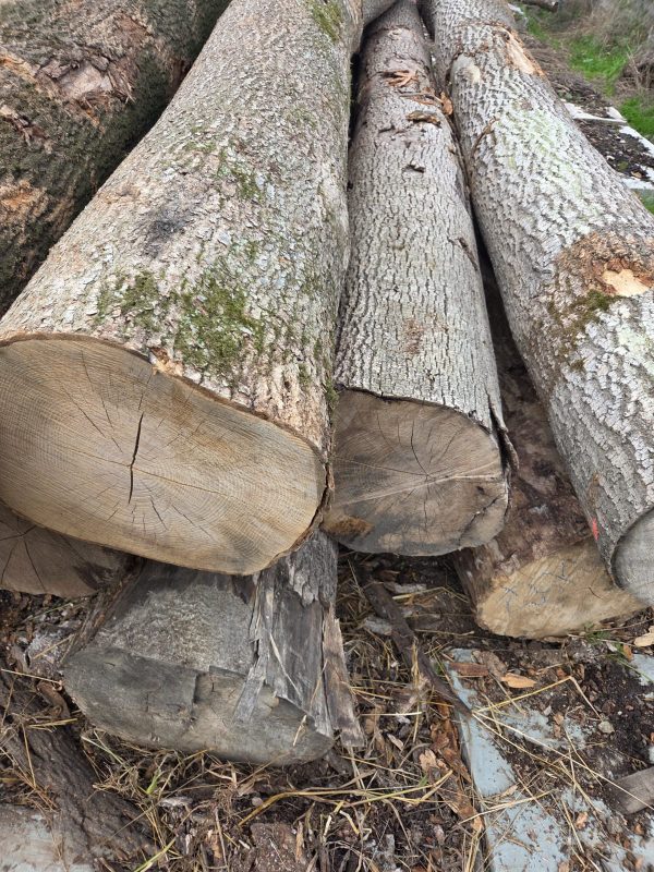 ROUND ASH WOOD WITH BARK
