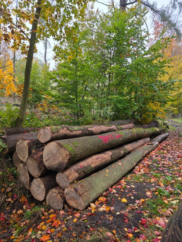 ROUND ASH WOOD WITH BARK 