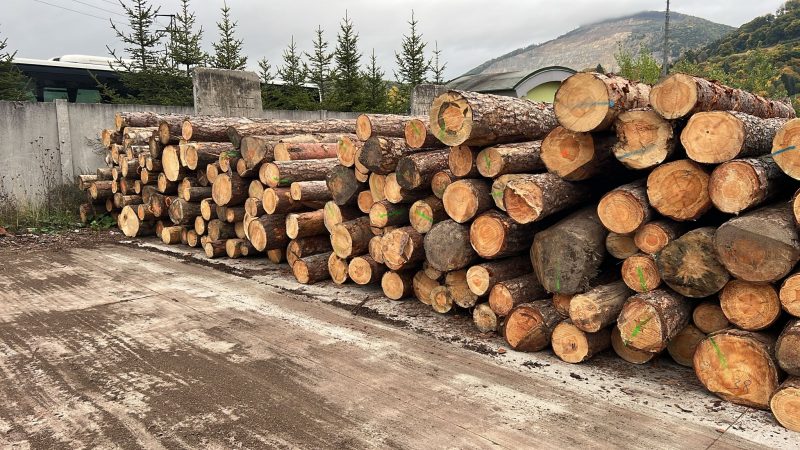 ROUND PINEWOOD WITH BARK 