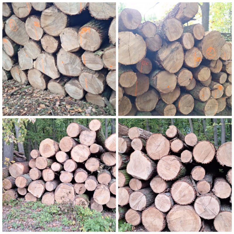ROUND OAK WOOD WITH BARK 