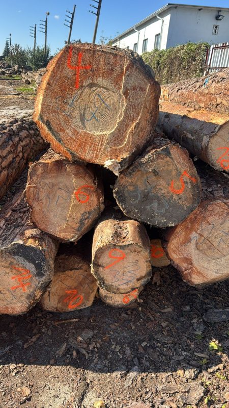 ROUND PINEWOOD WITH BARK 