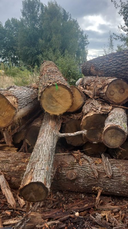 ROUND OAK WOOD WITH BARK 