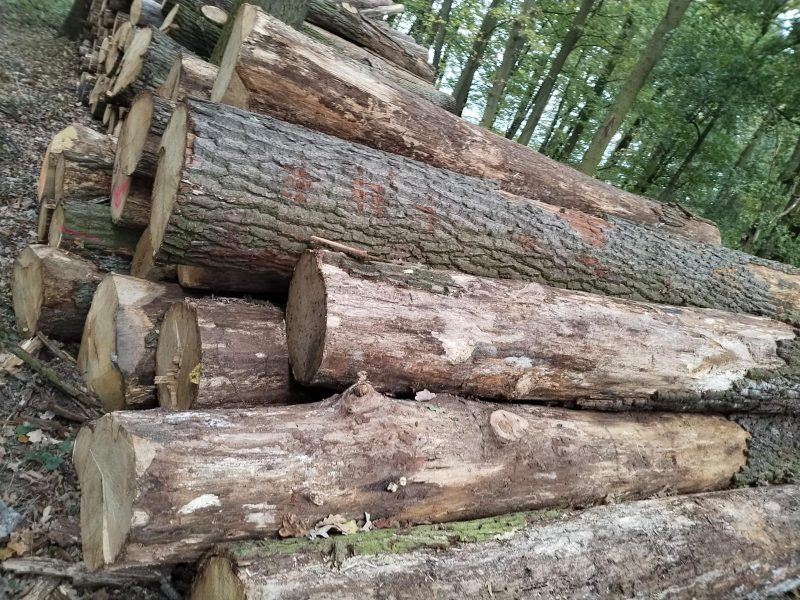 ROUND OAK WOOD WITH BARK 