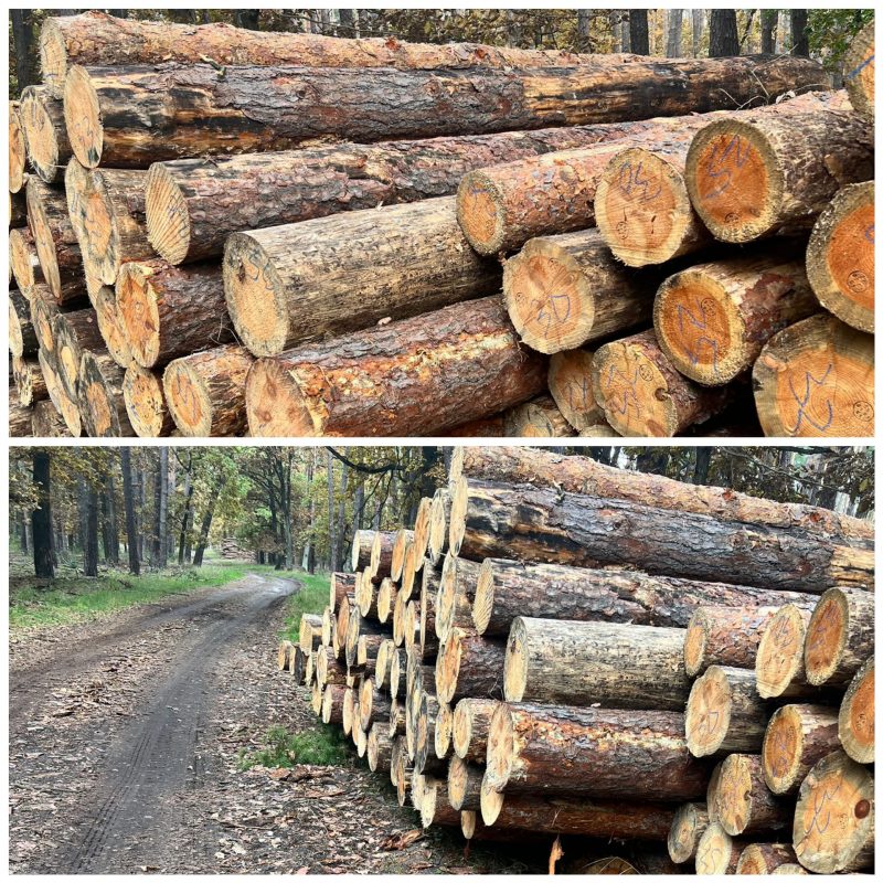 ROUND PINEWOOD WITH BARK 