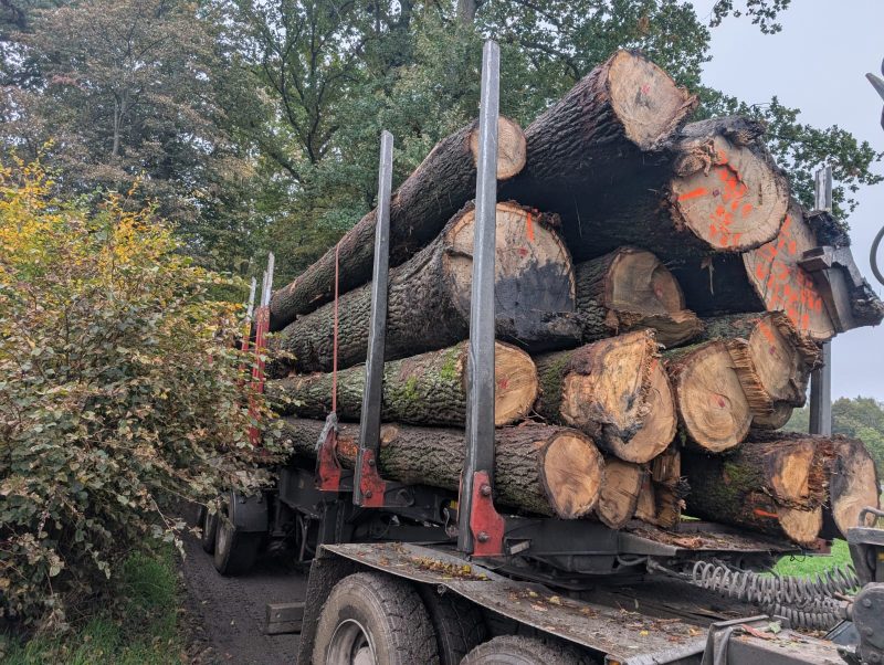 ROUND OAK WOOD WITH BARK 