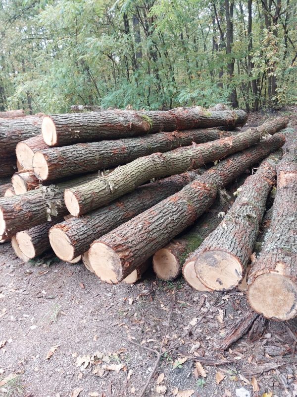 ROUND OAK WOOD WITH BARK 