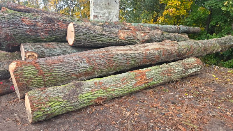 ROUND OAK WOOD WITH BARK 