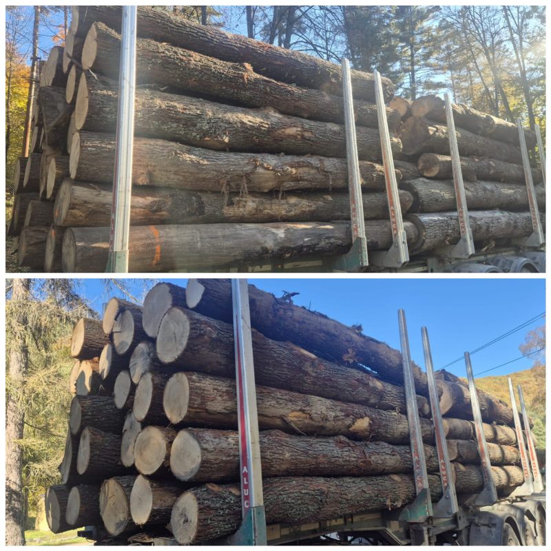 ROUND OAK WOOD WITH BARK