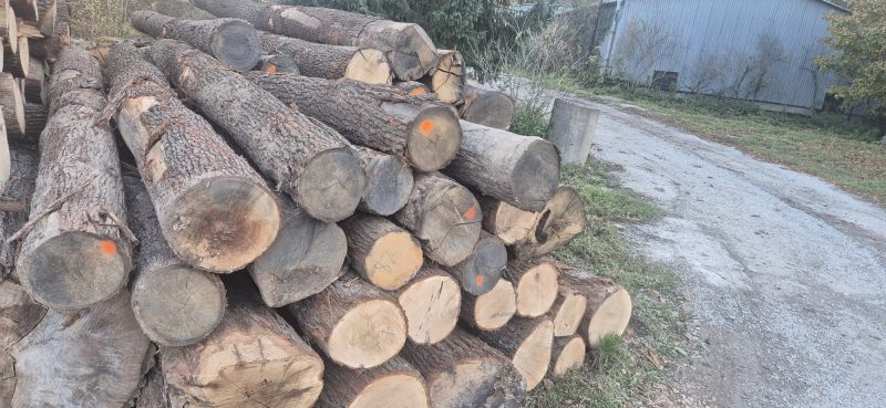 ROUND OAK WOOD WITH BARK