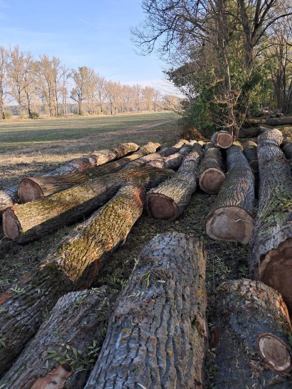 POPLAR LOGS 