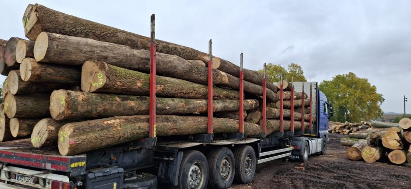 ROUND ASH WOOD WITH BARK