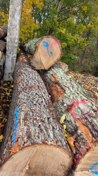 ROUND OAK WOOD WITH BARK