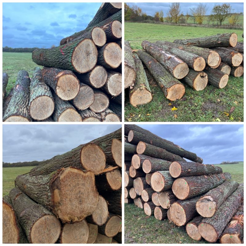 ROUND OAK WOOD WITH BARK