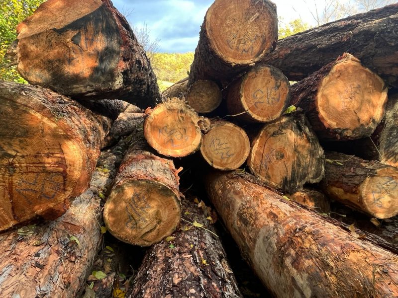 LARCH WOOD ROUND WITH BARK