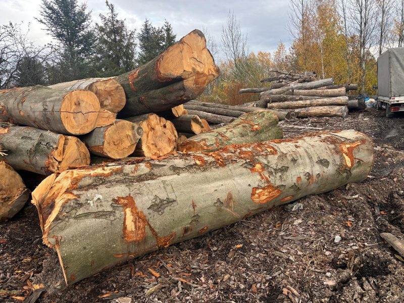 ROUND BEECHWOOD WITH BARK 