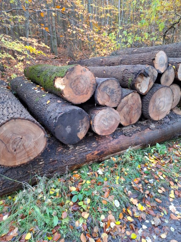 ROUND ASH WOOD WITH BARK 