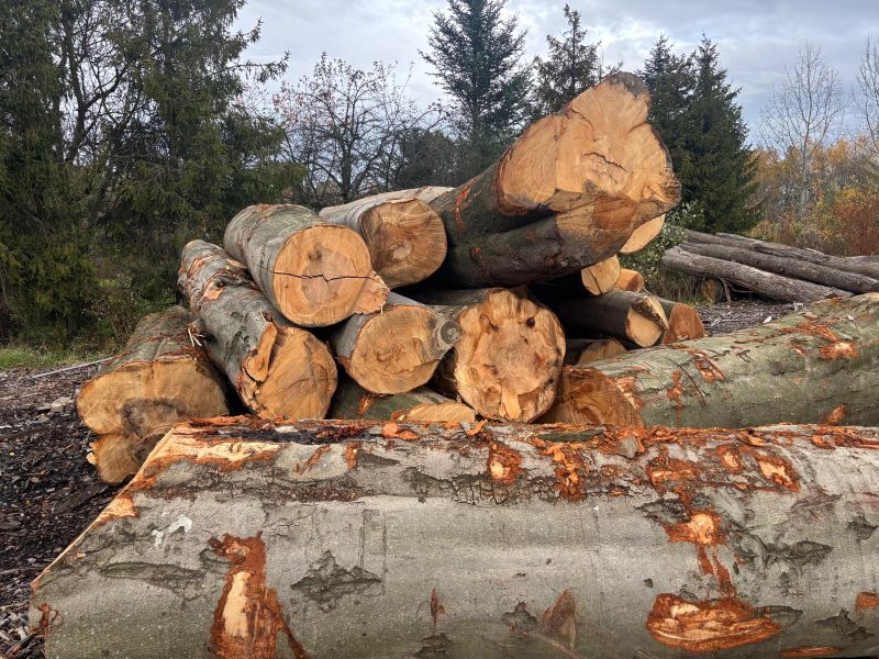ROUND BEECHWOOD WITH BARK 