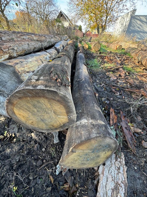 ROUND OAK WOOD WITH BARK 