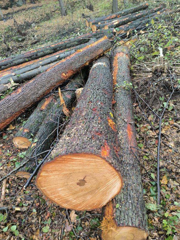 ROUND ALDER WOOD WITH BARK 