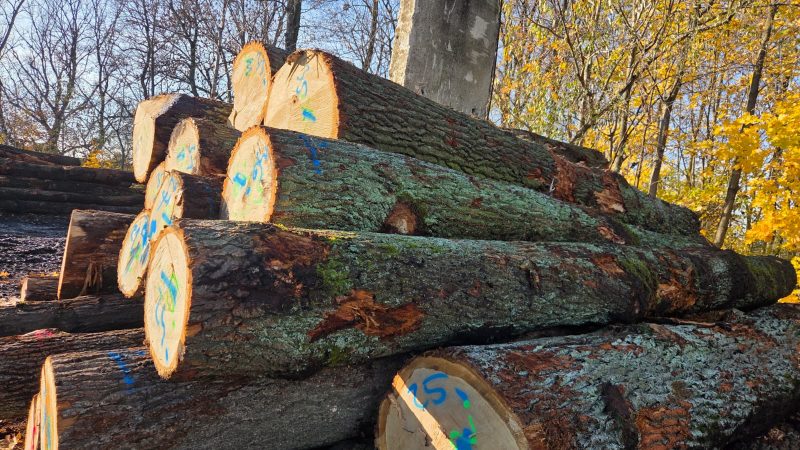 ROUND OAK WOOD WITH BARK 