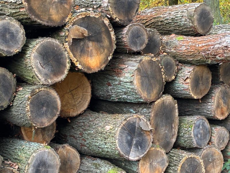 ROUND OAK WOOD WITH BARK 