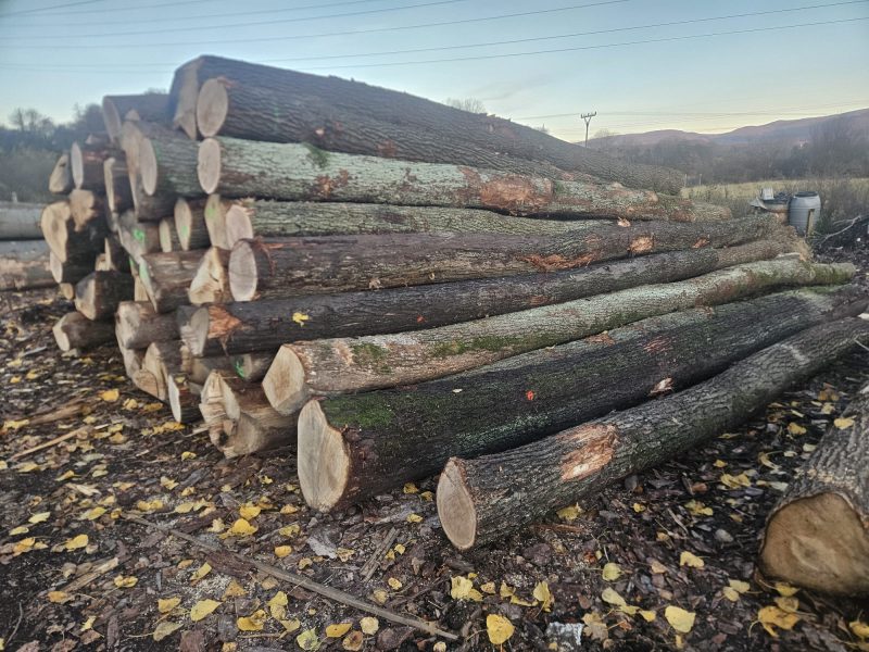 ROUND OAK WOOD WITH BARK 