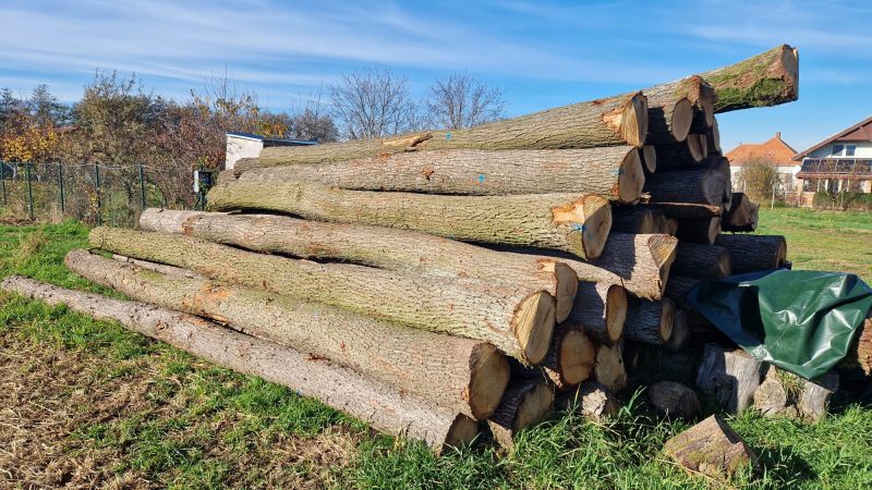 ROUND OAK WOOD WITH BARK 
