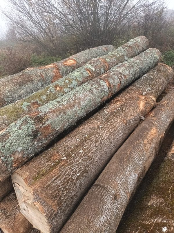 ROUND ASH WOOD WITH BARK 