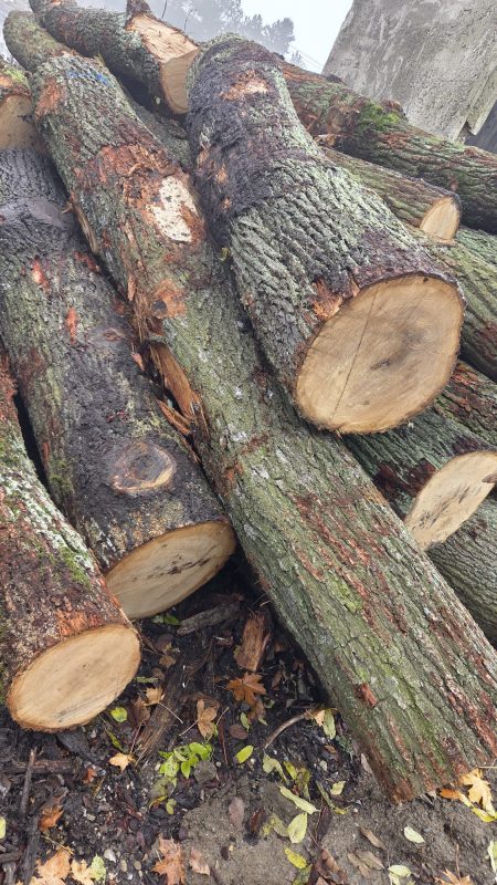 ROUND OAK WOOD WITH BARK 