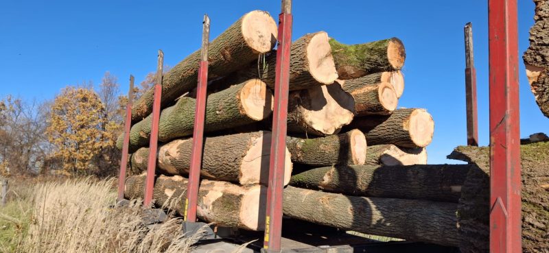 ROUND ASH WOOD WITH BARK 